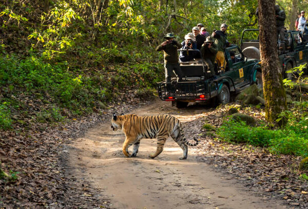 JIM CORBETT (3 Days & 2 Nights)